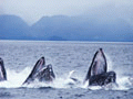 Download Free Humpback Whales Screensaver 1.0