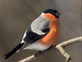 Download Free Unique Birds Screensaver 1.0