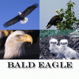 Download Bald Eagle Screensaver 1.0