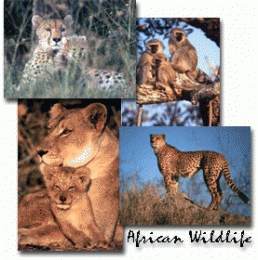 Download African Wildlife Screen Saver