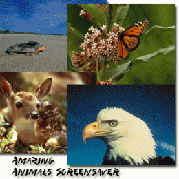 Download Amazing Animals 1
