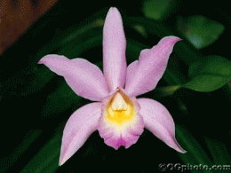 Download Natures Splendors: Orchids Screen Saver and Wallpaper